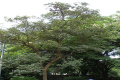 Handroanthus chrysotrichus